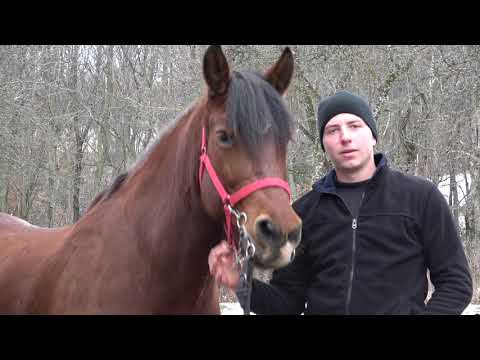 Caii lui Ionut de la Toaca, Mures - 2020 Nou!!!