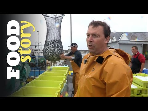 Ces marins repèrent les sardines à l'œil nu