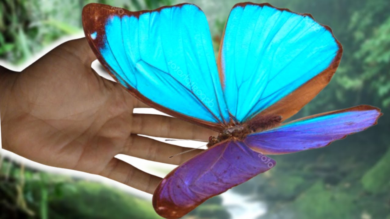 Close-up video of Morpho menelaus Blue Morpho butterfly feeding and fluttering iridescent wings, showing vivid structural blue color in natural light