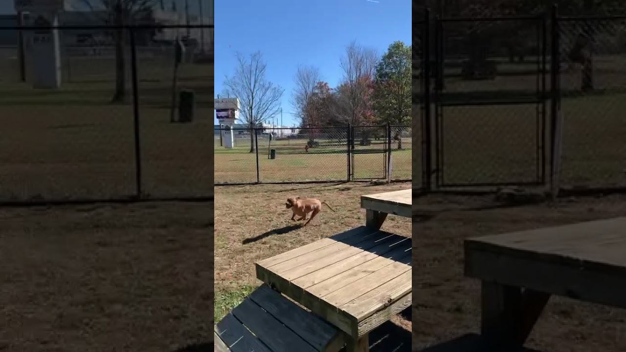 Enlarge Elsie, a Adoptable Mixed Breed in Chattanooga, TN video 6/6