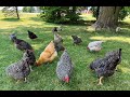 Train Your Chickens To Come To You When Called