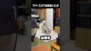 マイペースすぎて時間差になる愛犬 #グレートピレニーズ #大型犬 #愛犬 #かわいい犬 #greatpyrenees
