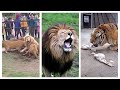 Lion VS Tiger Tiger Vs Lion Comparison Hd 2022 Video PITDOG Tiktok 1