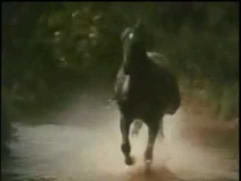 Black Beauty theme - Denis King - Video 2