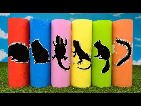 Pets: Hamster, Hedgehog, Iguana, Bearded Dragon, Millipede, Dormouse