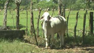 preview picture of video 'Novillas JD Hudgins - Oct 15 09 - Hacienda Camelia, Chiriquí'