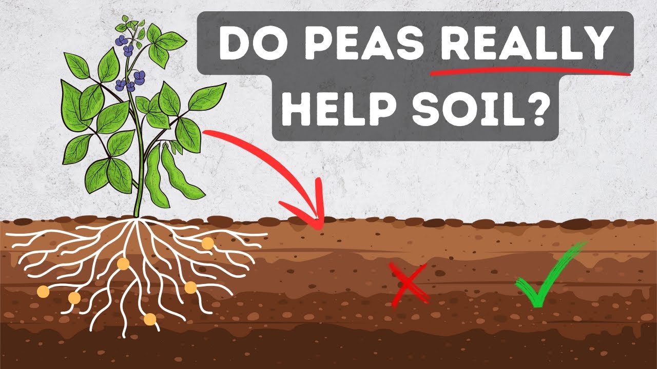 Do Beans and Peas Really Add Nitrogen to Soil?