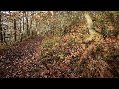 24. Surah An Nur - Al Quran With Bangla Translation Full - By Sodais and Shuraim