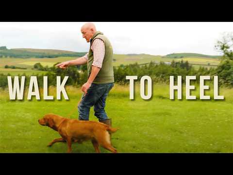 Training Your Dog How To Walk To HEEL