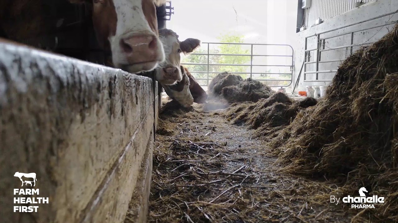 Video Cattle Coughing in Sheds PostHousing Farm Health First