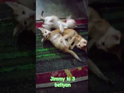 #funny #cat #memes #kitty #catlover #cute