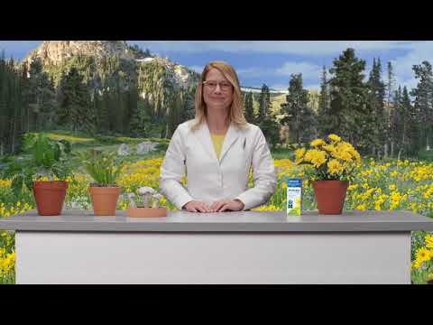 Benefits of Arnica Montana - Arnicare for Pain Relief