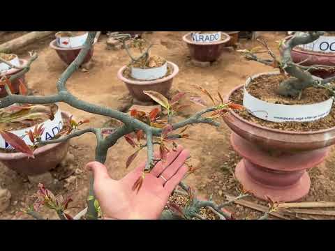 Đôn tàn thay chậu mai sau 1 tháng tại miền bắc.!