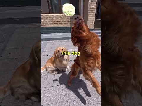 999 IQ DOG 😭
