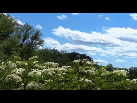 Elderberry in Bloom, Passing Clouds, Breezy - Meditate - Relax - Study