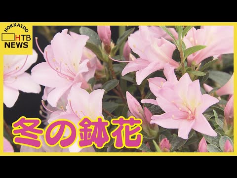 いつ冬のベールをかぶるかを知ることがなぜ重要なのでしょうか?効果はあるのでしょうか？  庭園