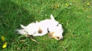 preview picture of video 'Chihuahua enjoying grass'
