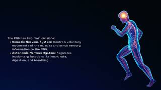 The Nervous Systems | Human Body | Arlak Biotech