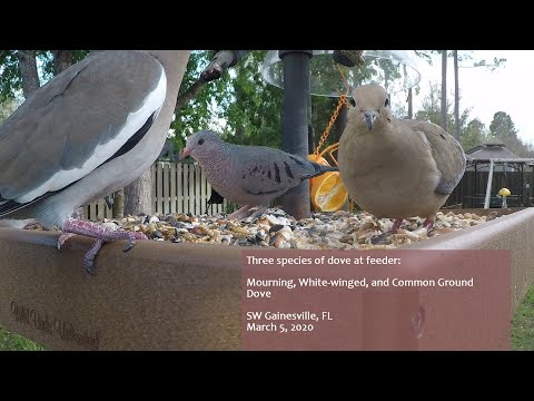 Three Species of Dove at feeder 030520