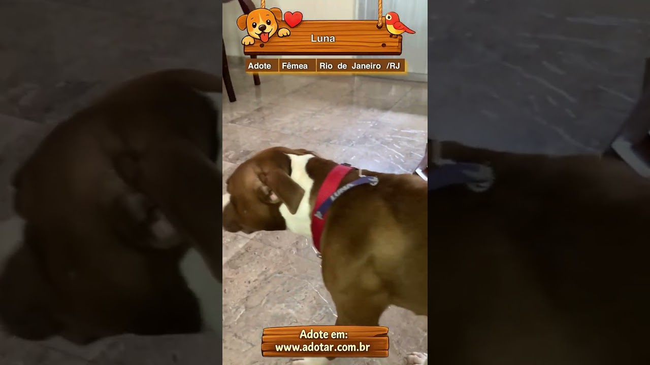 Cachorro raça Pit-Bull idade 1 ano nome Luna