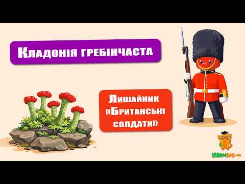 🍀 Дива природи. Явища навколо нас. Лишайник "Британський солдат" 🌏