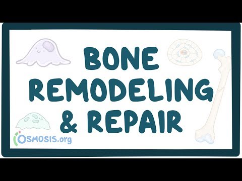 Bone remodeling and repair