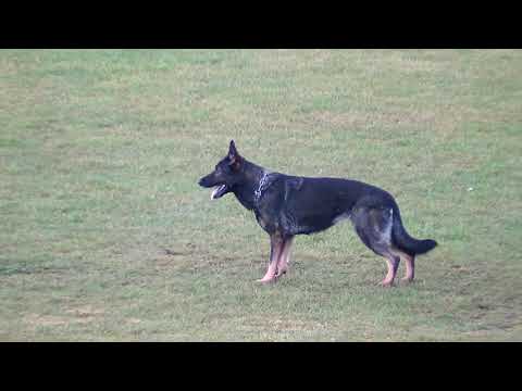 WUSV 2021  UKR 1 - IRYNA HALYNKINA & ADELE CANISINVICTUS B 81