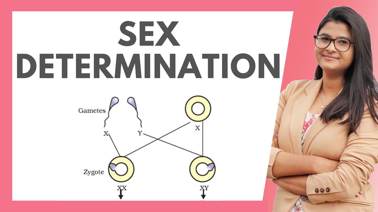 Sex Determination in Humans in 5 MINUTES !  [Hindi]