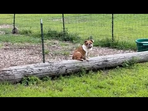 Woman finds mystery dog on her property - YouTube