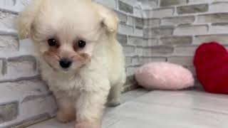 ハーフ犬の動画01