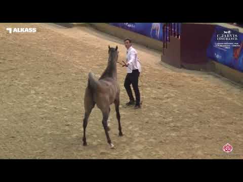 N.181 GHALEB AL JOOD - Qatar National AHS for Individual Owners 2023 - Colts 2 Years Old (Class 5A)