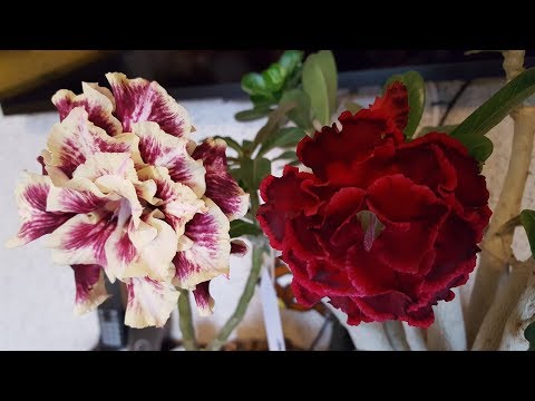 Адениум SuperStar и снова GoldenFaith ) С первым днем весны!