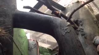 Alien Texting its mama