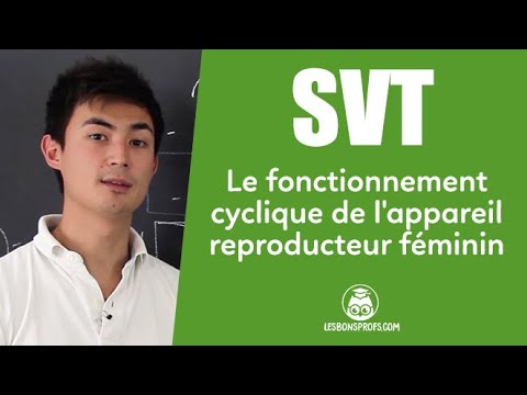 Le fonctionnement cyclique de l'appareil reproducteur féminin