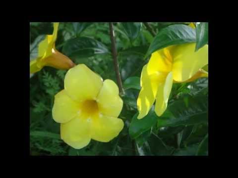 fauzi bima neng ayu (kkn stkip bima labuan)