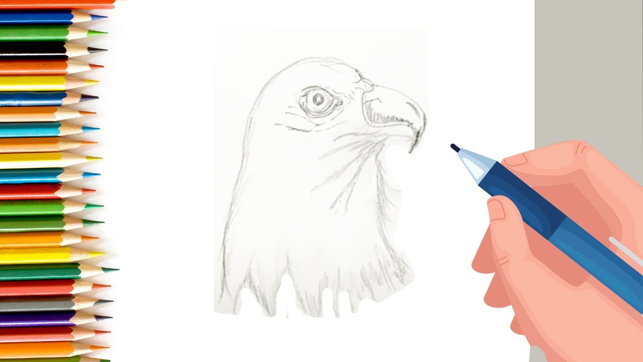 How to draw an eagle for Kids