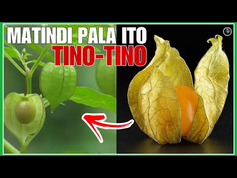 Ito pala ang MATINDING  NAIDUDULOT sa Katawan ng Prutas na TINO-TINO o Cape Gooseberry