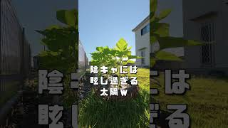 ショカツさん家のひまわり　#ひまわり#日常 #ほっこり動画 #日常vlog