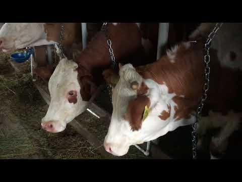 NLBOrganic 2018 Marko Stojadinovic