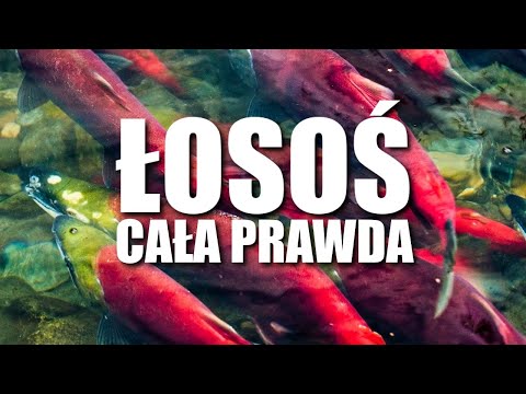 ŁOSOŚ - CAŁA PRAWDA