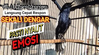 Download lagu 🔴GILA ⁉️ - MASTERAN KACER GACOR FULL ISIAN MEWAH !! - Suara Burung Kacer yang Cocok Buat Latihan ‼️ mp3