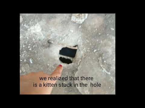 Rescuing baby kitten from sewer system.