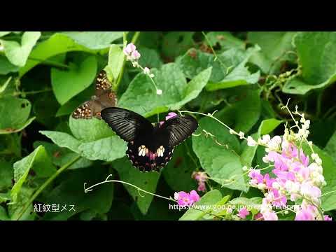 シロオビアゲハ2024