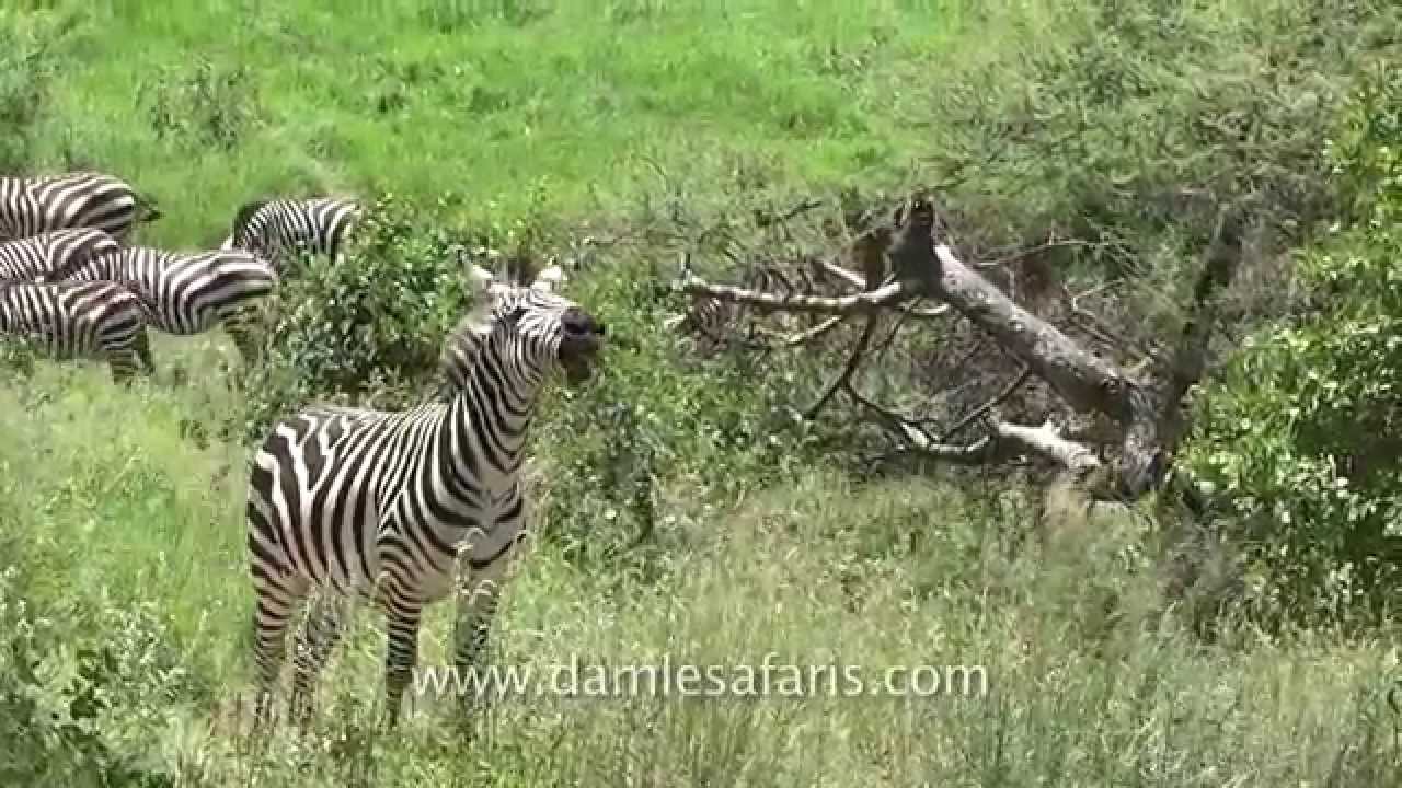 Zebra Call