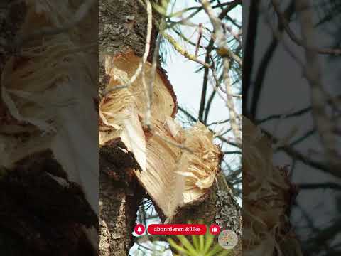 Totholzhaufen anlegen: Der 1-m²-Trick für mehr Biodiversität