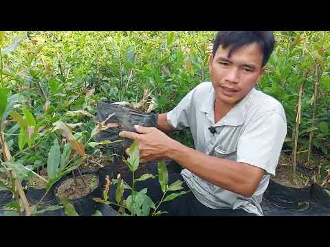 Tưới nước cũng khó mà hợp lý cho cây mai vàng