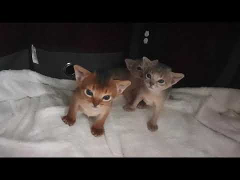 Les 2 petits mâles de Odelia en 1er plan