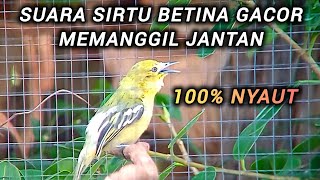 Download lagu PANCINGAN BURUNG SIRTU BETINA MEMANGGIL JANTAN AMPUH BOS mp3 Download lagu PANCINGAN BURUNG SIRTU BETINA MEMANGGIL JANTAN AMPUH BOS mp3