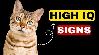 12 Mind-Blowing Signs Your Cat Is a Genius