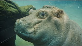 The Perfect Song for Tony the Hippo